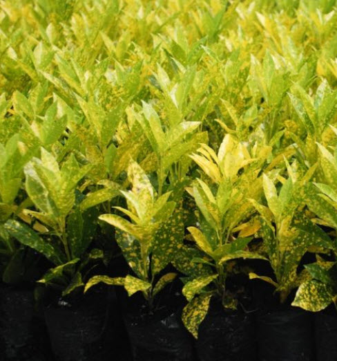 โกสนใบส้ม (Croton / Variegated Laurel) กระถาง 6 นิ้ว สูง 50 ซ.ม. ขึ้นไป / ต้น