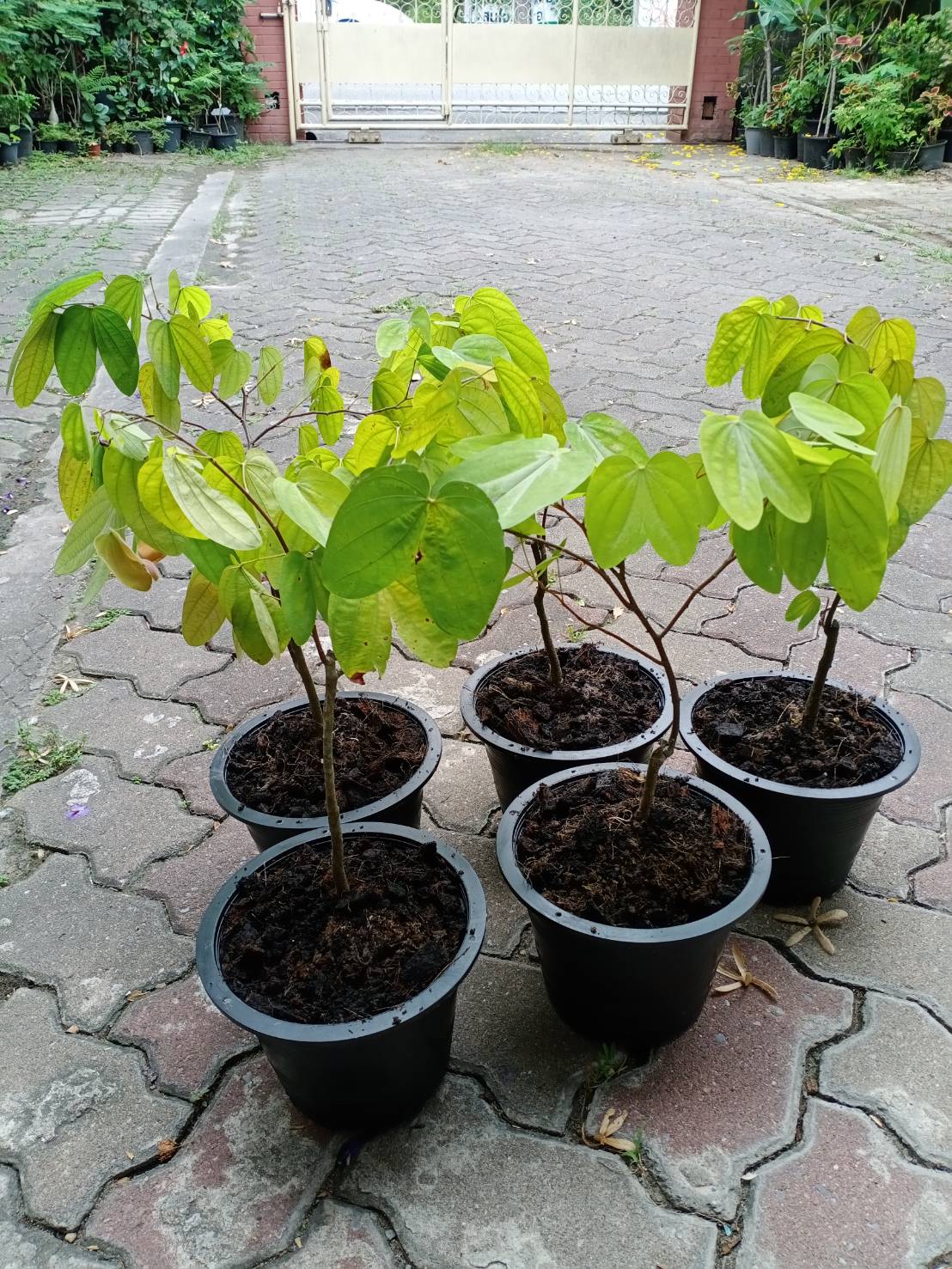 ต้นสร้อยสยาม หรือชงโคสยาม กระถาง 8 นิ้ว ไม้เถาเลื้อย