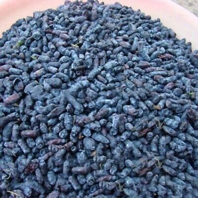 ฮันนี่เบอรี่ หรือแฮสแคป (Honeyberry / Haskap) / 200 เม็ด