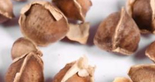 เบาบับ (Baobab / Adansonia Digitata) / 5 เม็ด (นอก)