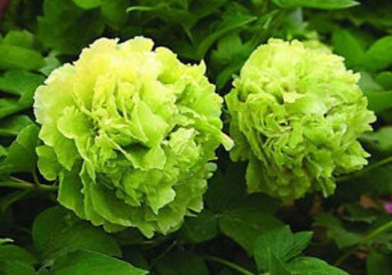 โบตั๋น (Peony) เขียว / 20 เม็ด (นอก)