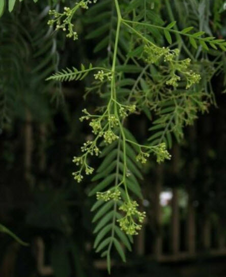 พริกไทยชมพู หรือพริกไทยเปรู (Pink Pepper) / 10 เม็ด (Portugal)