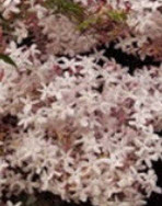 มะลิเลื้อย (Climbing Jasmine) คละสี / 25 เม็ด (China)