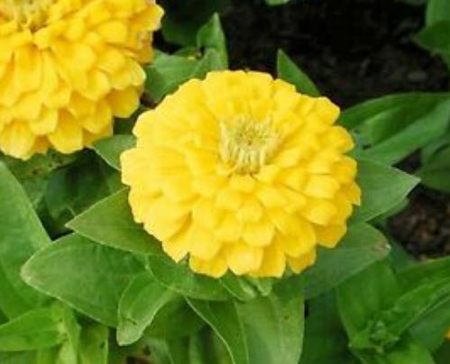 บานชื่นสีเหลืองทอง (Golden yellow zinnia) / 40 เม็ด (UK)