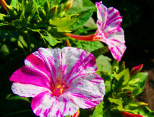 บานเย็น (Marvel of Peru) คละสี / 45 เม็ด (UK)