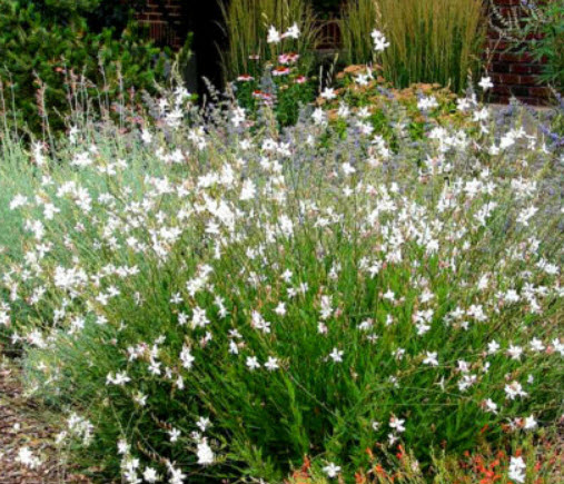 หญ้าฟรุ้งฟริ้ง สีกุหลาบ (Gaura rosy-white) / 20 เม็ด (UK)