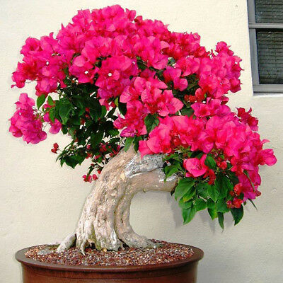 เฟื่องฟ้า (Bougenvillea) คละ / 200 เม็ด (China)