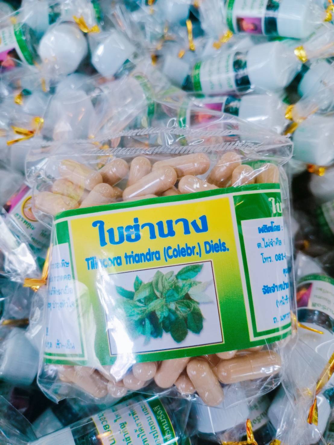 ใบย่านาง สมุนไพรพรหมรังสี