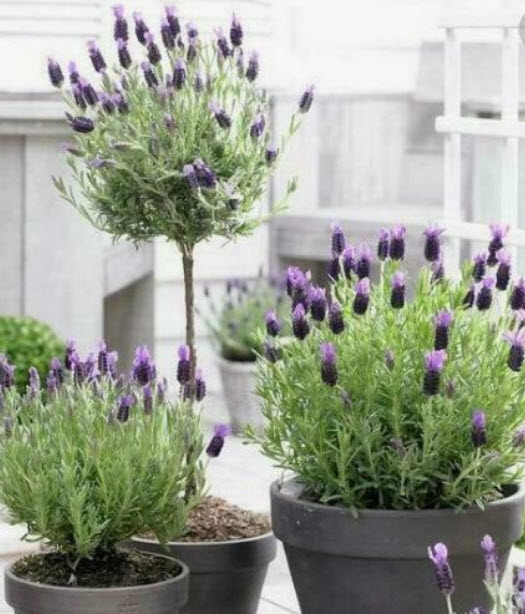 บัตเตอร์ฟลาย ลาเวนเดอร์ (Butterfly Lavender) / 50 เม็ด (Portugal)