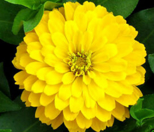 บานชื่นสีเหลืองทอง (Golden yellow zinnia) / 40 เม็ด (UK)