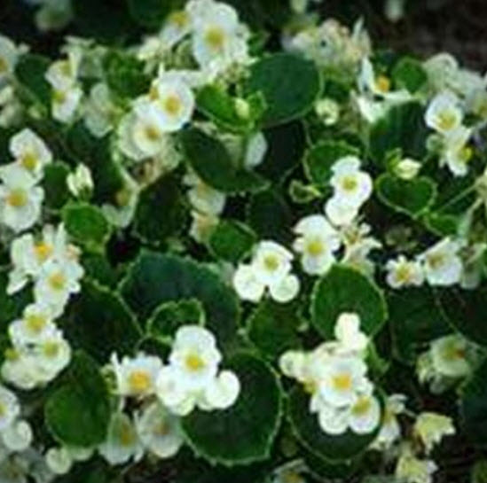 บิโกเนียใบมัน (Begonia Wax) สีขาว / 50 เม็ด (USA)