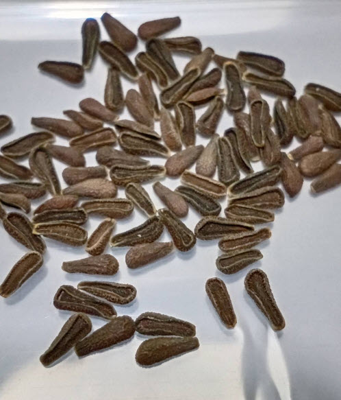 หงส์เหิร / สวอนแพลนท์ หรือ บอลลูน ฟรุต (Balloon fruit) / ซอง 25 เม็ด (Portugal)