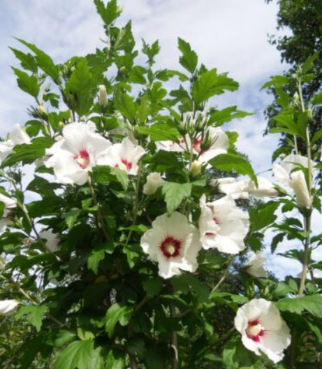 ชบา - เรดฮาร์ท (Hibiscus - Red Heart) / 50 เม็ด (UK)