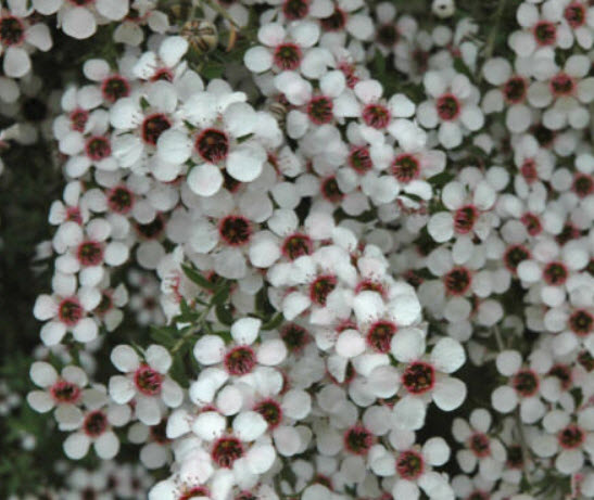 Postrate Tea Tree ดอกสีขาว / 150 เม็ด (Australia)