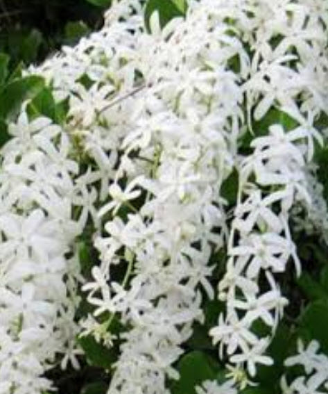 ต้นพวงคราม ดอกขาว สูง 130-150 ซ.ม. / ต้น