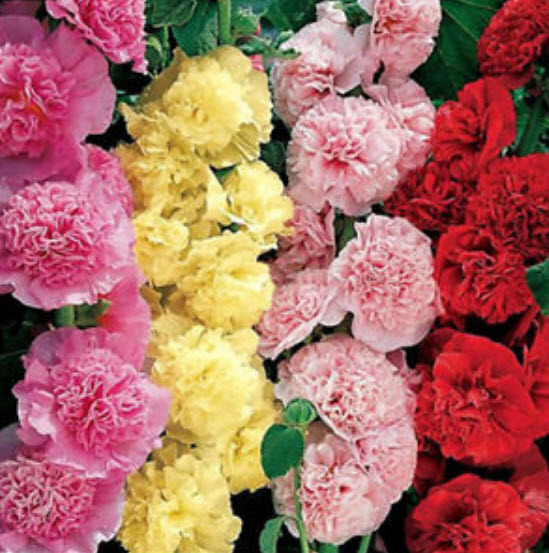 ฮอลลี่ฮ็อค (Hollyhock) คละสี / 100 เม็ด (ขายดี)