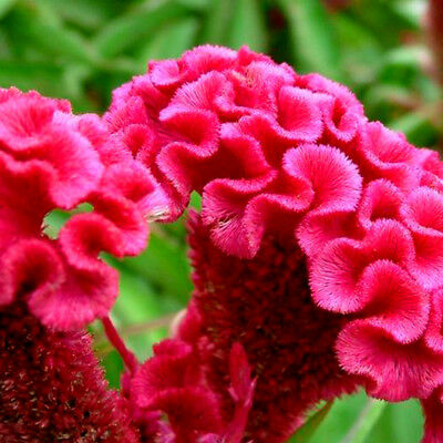 หงอนไก่ (Cockscomb) ดอกใหญ่ คละ / 100 เม็ด (China)