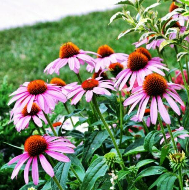 เอ็กไคนาเซีย (Echinacea) หรือ Coneflower / ซอง 100 เม็ด (S111)