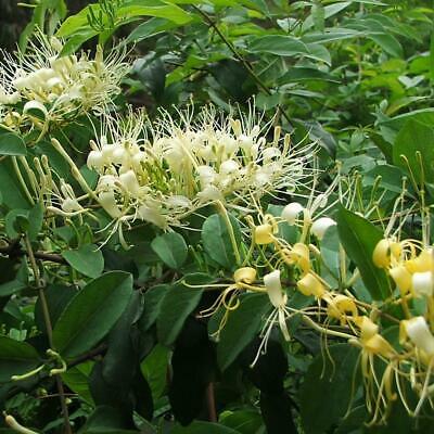 สายน้ำผึ้ง (Honeysuckle) / 50 เม็ด (Malaysia)