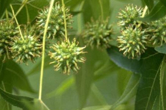 อเมริกัน สวีทกัม (American Sweetgum) / 50 เม็ด (UK)