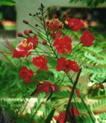 หางนกยูงไทย ดอกสีแดง (Red Pride of Barbados) / 5 เม็ด (UK)
