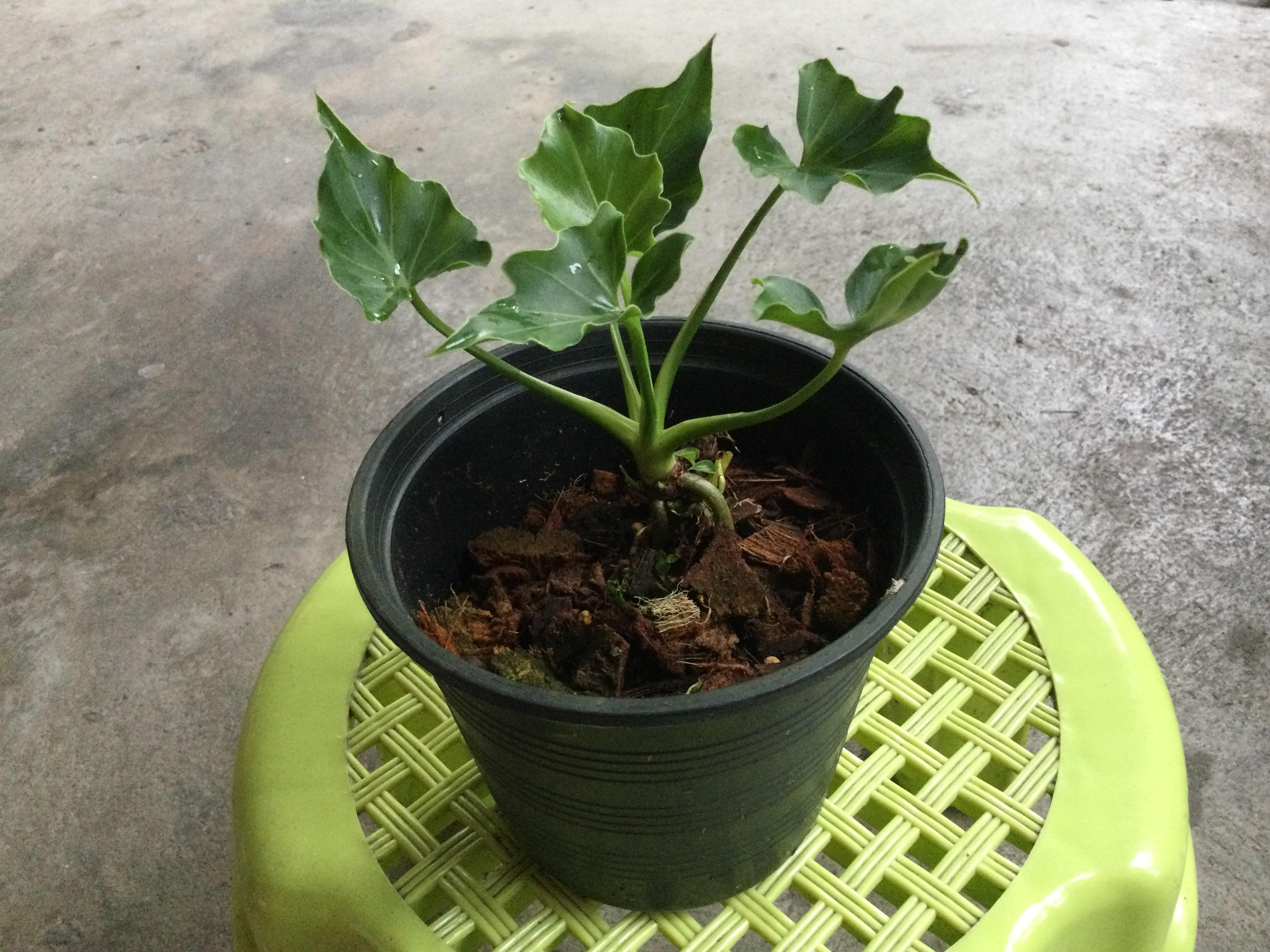 ต้นฟิโลใบมะละกอ (Philodendron selloum) กระถาง 6 นิ้ว