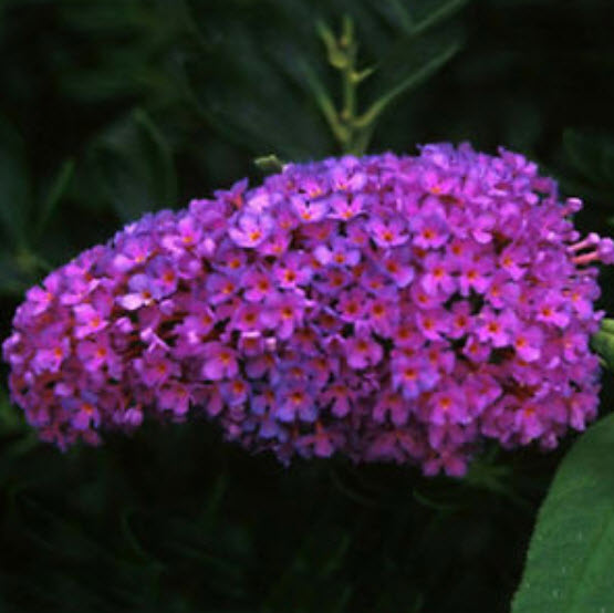 ราชาวดี (Butterfly Bush / Buddleia) คละ / 25 เม็ด