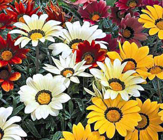 กาซาเนีย - ซันชายน์ (Gazenia - Sunshine) พันธุ์ดอกใหญ่ คละ / 110 เม็ด (UK)