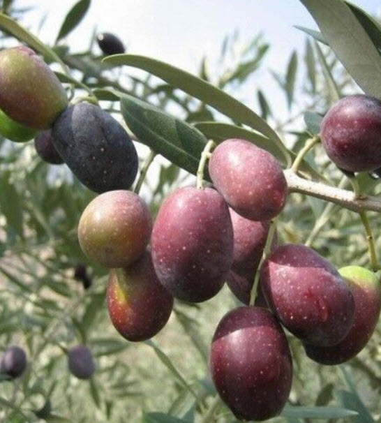 มะกอกโอลีฟ (European Olive Oil) / 5 เม็ด (Portugal)*