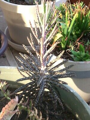 Kalanchoe Tubiflora / 5 เม็ด (Malta)