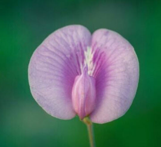 อัญชัน สีชมพู Clitoria ternatea Single Pink / 10 เม็ด (Sri Lanka)