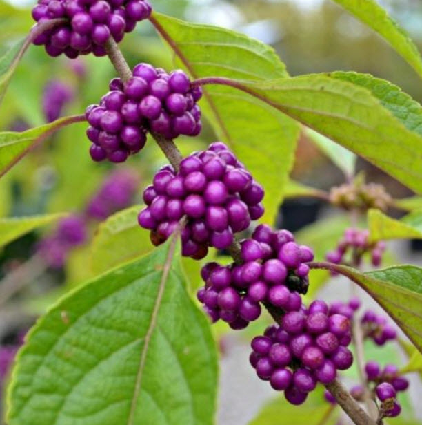 บิวตี้เบอรี่ (Beautyberry) สีม่วง / 25 เม็ด (Hungary)