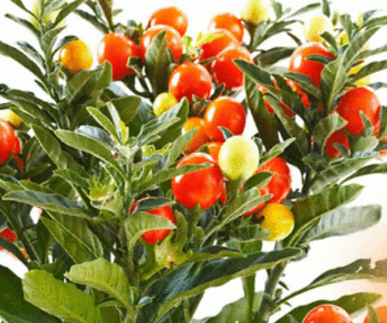 โสมอินเดีย (Indian Ginseng) / 100 เม็ด (India) *