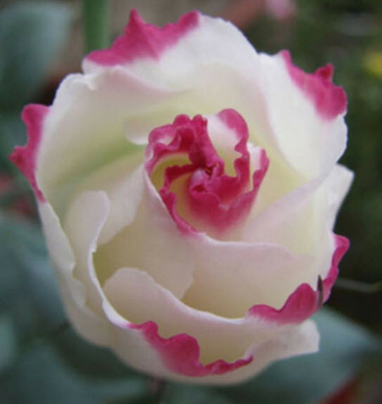 ไลซิแอนทัส (Lisianthus) สีขาวขลิบแดง / 50 เม็ด