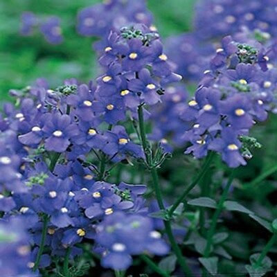 เนมีเซีย บลู เจ็ม (Nemesia Blue Gem) สีฟ้า / 1,300 เม็ด (Poland)