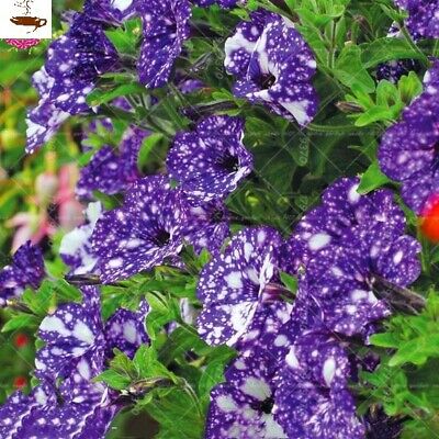 พิทูเนีย บลูสกาย (Blue Sky Petunia) / 100 เม็ด