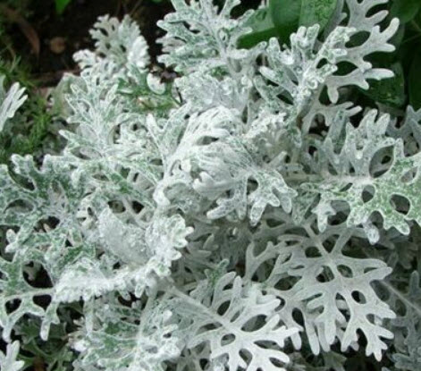 ละอองเงิน - ซิลเวอร์ ดัสท์ (Dusty Miller - Silver Dust) / 500 เม็ด (UK)