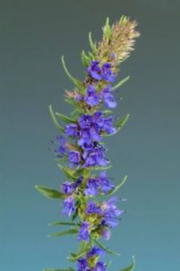 Common Hyssop / ซอง 50 เม็ด (D029)