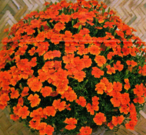 ดาวเรืองฝรั่งเศส สีส้ม ซอง 50 เม็ด (A021)