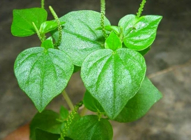 ต้นกระสัง กระถาง 6 นิ้ว กอใหญ่ / กระถาง