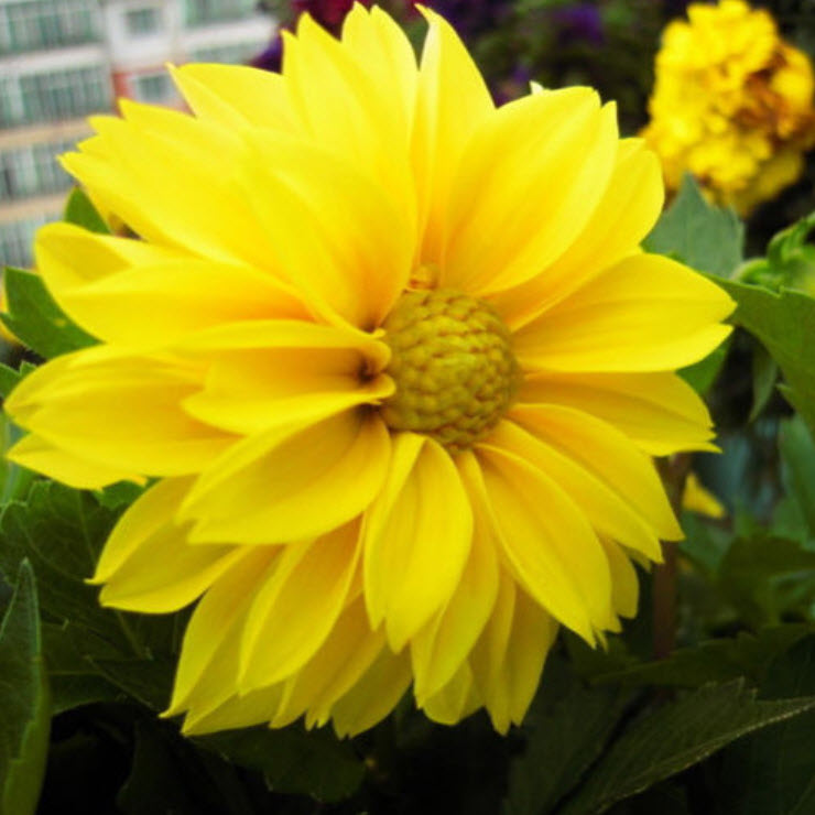 รักเร่ สีเหลือง / 100 เม็ด (S045-3)