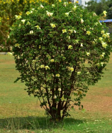 กล้วยไม้ฮ่องกง (Bauhinia Orchid - tomentosa) / 10 เม็ด (China)