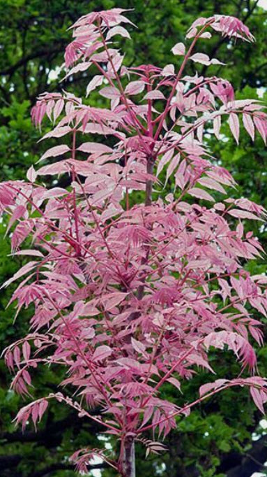 มะฮอกกานีจีน (Chinese Mahogany) หรือฟลามิงโก้ / 50 เม็ด (France)*