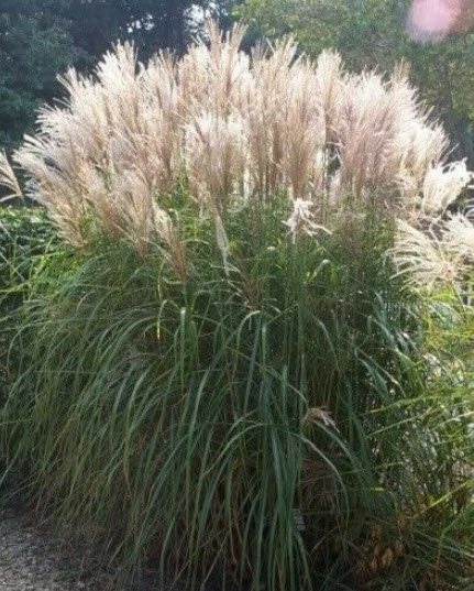 หญ้ามิสแคนทัส ไซเนนซิส หรือหญ้าซูซูกิ (Miscanthus Sinensis) / 25 เม็ด (USA)