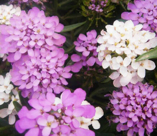 ร็อกเก็ท แคนดี้ทัฟท์ (Rocket Candytuft) คละ / ซอง 50 เม็ด (A138)