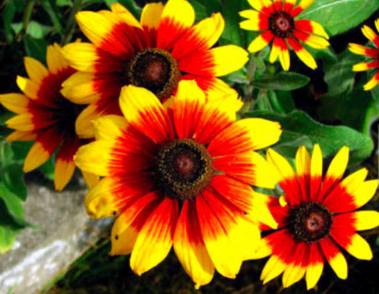 แววตา (Black Eyed Susan) สีเหลือง-ทอง / 1,200 เม็ด (UK)