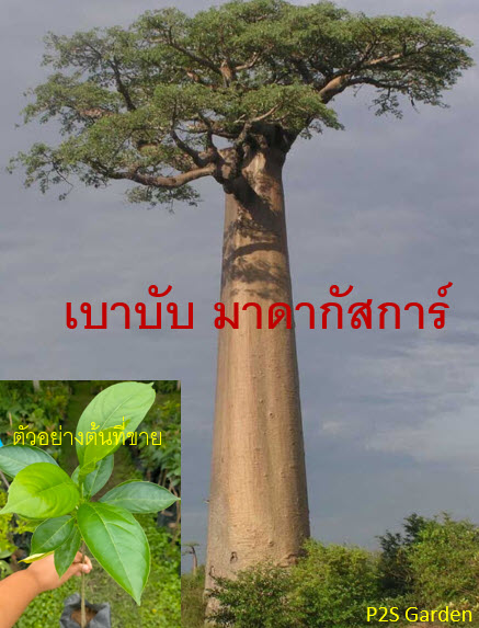 ต้นเบาบับ มาดากัสก้า (Baobab Tree) สูง 20-40 ซ.ม.