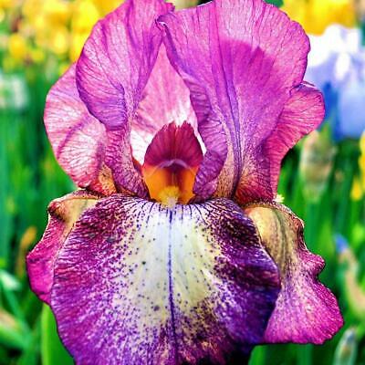 ฟาแลนน็อปซิส คละ / 50 เม็ด