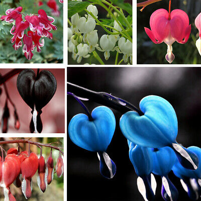 หทัยหยาดทิพย์ (Bleeding Heart) คละ / 20 เม็ด