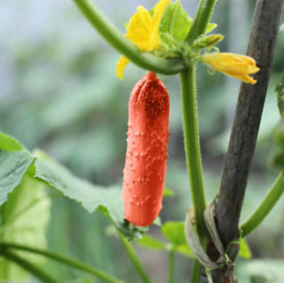แตงกวาแดง (Red cucumber) / 30 เม็ด
